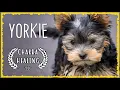 Dog Music for Yorkies - Sleep Yorkie Music for Dogs MUST TRY