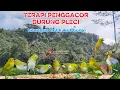Download Lagu TERAPI AMPUH BURUNG PLECI | Terapi burung Zosterops