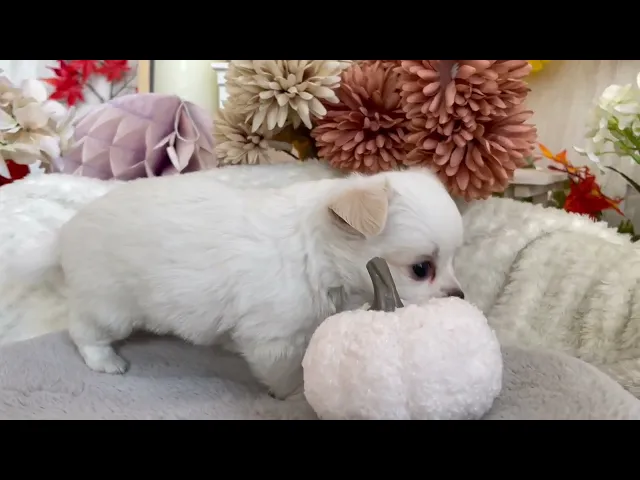 動画