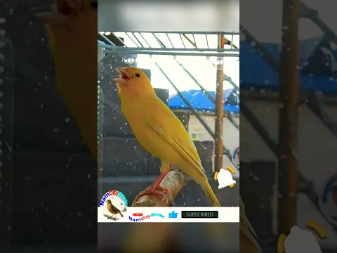 Troynik canary singing training #canary #bird #animal #kanarie #vogel #kanarienvogel