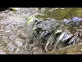 A look at Ithaca s Fall Creek