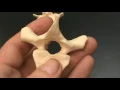 vertebra quiz