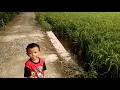 Download Lagu PEMANDANGAN SAWAH TANAMAN PADI