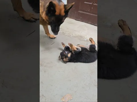 💥Good Dad. German Shepherd Alphonse and his puppy. Odessa 2026