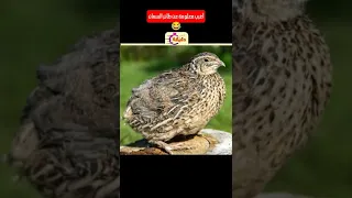 أغرب معلومة عن طائر السمان  أغرب معلومة عن طائر السمان