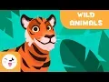 Lagu Wild animals for kids - Vocabulary for kids