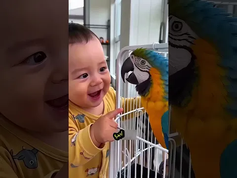 الببغاء تعلم الكلام! 🦜🎉