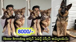 99894 98025 Home Breeding German shepherd puppies for sale in telugu Aj pets