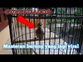 Download Lagu VIRAL,suara anak ayam gacor cocok buat masteran burung juara. MP3