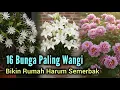 16 Bunga Paling Wangi yang Bisa Bikin Rumah Harum Semerbak