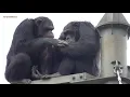 Download Lagu Dec 2019 Tama zoo chimps #5.4 Chimp jealousy