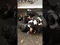 Baby BerneDoodles Getting Their Groove On