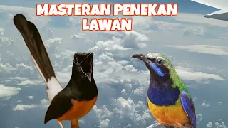  tembakan no 1 terbaru special masteran burung jawara 