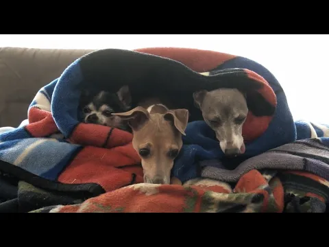 My Dogs Enjoying Blankets (and Other Warm Things)