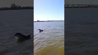 #sailing #fun #water #texas #shorts #dolphins