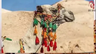 مكرم المنياوي يا جمل دندنها