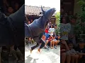 Download Lagu Banteng Keluar Langsung Ngamuk.....!!!
