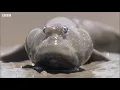 Mudskippers: The Fish That Walk on Land | Life | BBC Earth