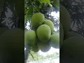 Lagu Pohonnya kecil banget tapi buah nya besar.. 😃😃 #shorts #youtubeshorts #buah