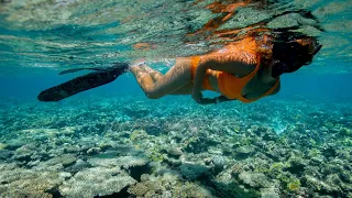 Snorkelling the Great Barrier Reef (Sailing Popao) Ep.53