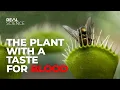 The Insane Biology of The Venus Flytrap