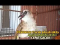 Download Lagu Trucuk BETINA memanggil Jantan Suara Birahi Ngecuplik 100% pancingan trucukan gacor agar BUNYI EMOSI