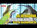 Download Lagu Masteran Super Tajam  Kasaran!!! KOMBINASI TEMBAKAN BESETAN PIJANTUNG PISANG - AKHIRAN TENGKEK BUTO
