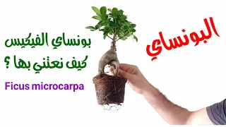 نبات فيكس بونساي و كيفية العناية به                   دندنها