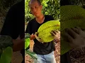 Download Lagu Panen buah nangka dengan hasil yang memuaskan menggunakan alat super tajam #shorts