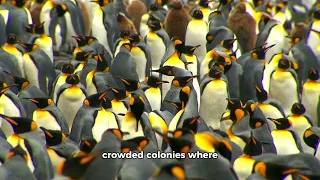 PENGUINS Have Ears TOO