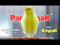 Download Lagu AMPUH❗Pancingan KENARI Belajar Bunyi Cuit Cuit || PANCINGAN Kenari PAUD Agar Cepat GACOR #491
