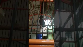 burung cililin mantull untuk isian murai batu