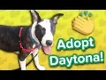 Adopt Daytona Pitty Mix Adoptable Featurette