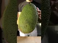 Lagu First Time Eating Jackfruit