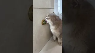 Catnip Toys Your Feline Friend Can T Resist Cat 