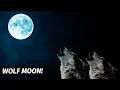 Lagu Wolfs howling at the full moon - ambient sounds!