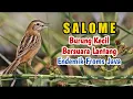 Download Lagu Salome Paling Gacor Suara Pedas Sikecil Mungil Full