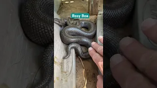 What Snake Will Visit Next?! Rattler Bite & Rosie Boa Story. #snake #snakes #rosyboa