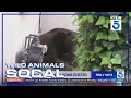 Enormous black bear finally evicted from Altadena home Wild Animals SoCal