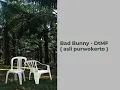Bad bunny asli Purwokerto