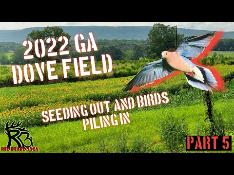 Download MP3 2022 GA Sunflower Dove Field (pt. 5- Seeding Out and Doves Piling In!!!)