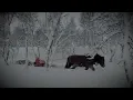 Download Lagu Berättelsen om Julen - från ursprung till dagens jul