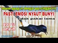 Lagu Pancingan Pagi Pagi Ampuh Menaikan Emosi Murai batu Agar Cepat Bunyi Gacor