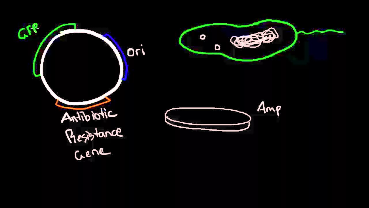 Episode 2. Plasmids