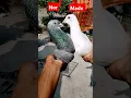 Download Lagu Thoda intezar kar meri bhai sirf waqt kamjor hai#pigeon#pigeon shorts#for you#trending#viral
