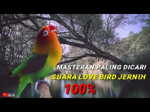 Download MP3 LOVE BIRD NGEKEK PANJANG TANPA IKLAN