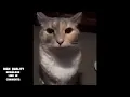 Cat Staring Meme Template Download