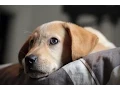 Download Lagu WE GOT A PUPPY