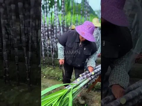 Trimming Sugarcane Stalks 🎋 #noamanreaction #asmr #satisfying
