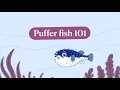 Puffer fish 101